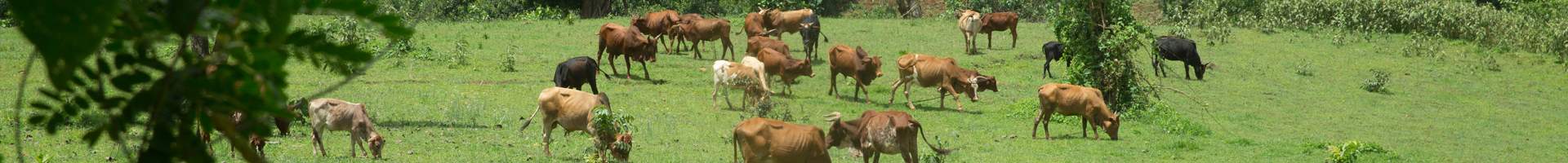 Oromia Forested Landscape Program