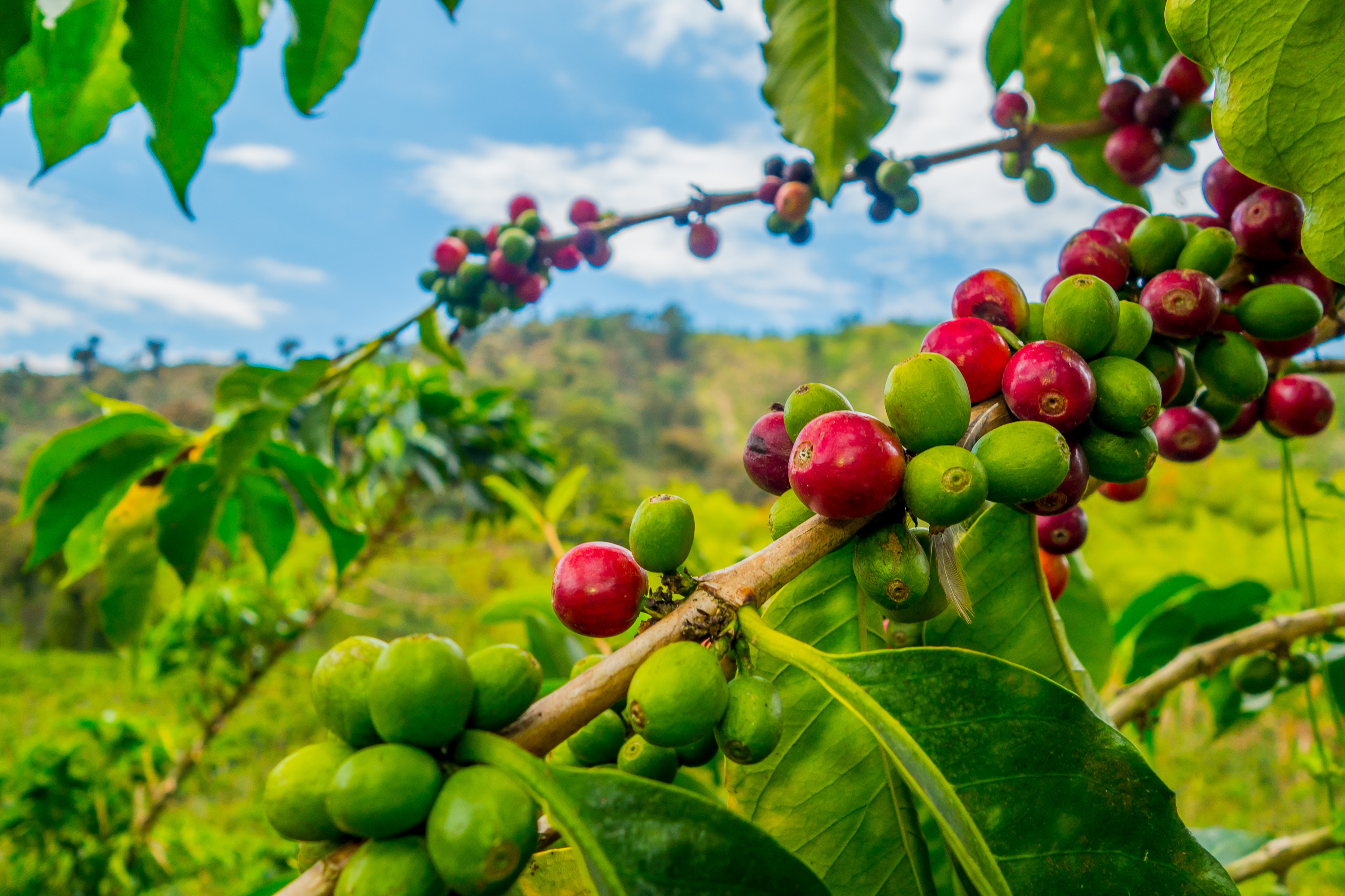 Ethiopian Farmers Triple Coffee Yields with Sustainable Tree Stumping ...