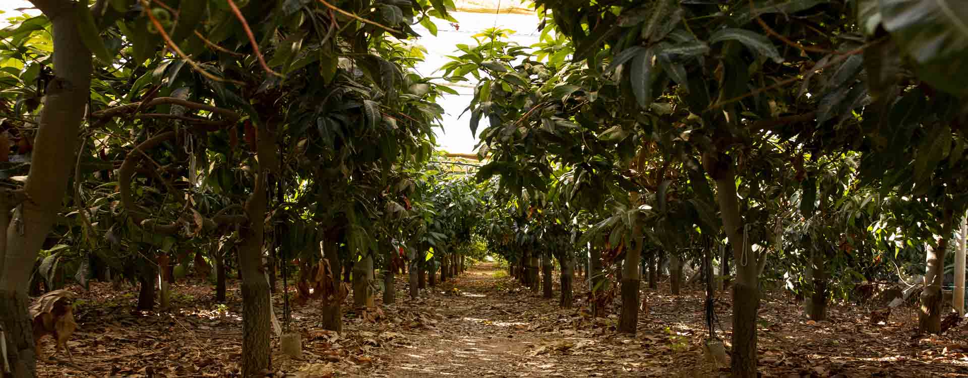 IFC and Okanta drive social impact through cacao by empowering communities and promoting inclusive growth 