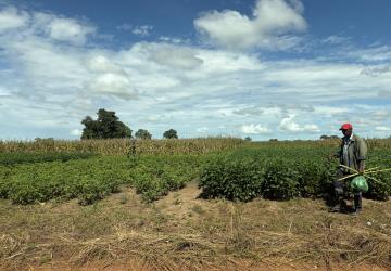 Photo: Marcela Portocarrero Aya / World Bank 2026. Diversification of crops allows communities to strengthen food security and incomes, improving resilience to climate shocks.