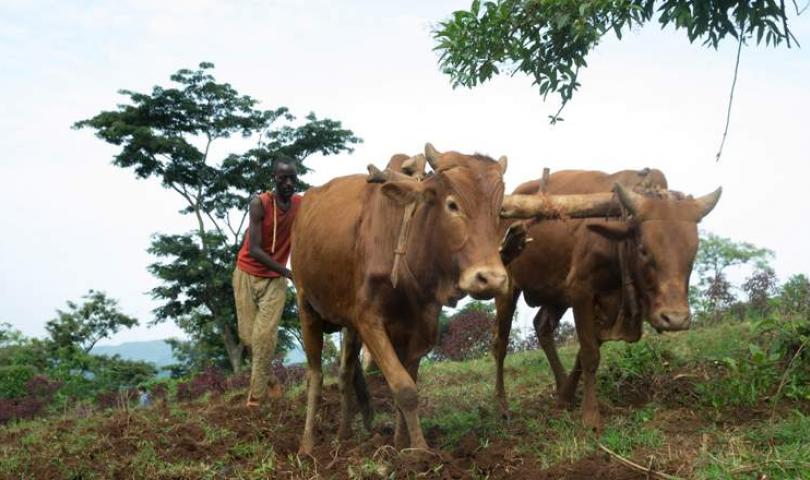 Oromia Forested Landscape Program