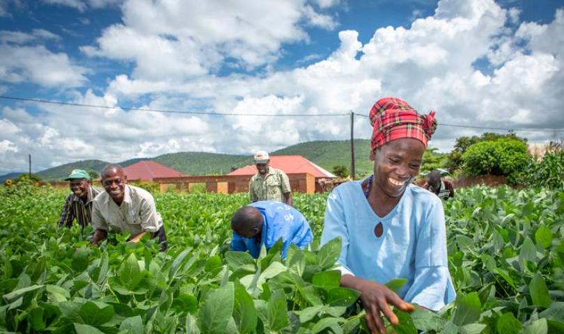 Zambia Integrated Forest Landscape Program