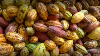 Sweet Sustainable and Smart - The Future of Colombian Cocoa