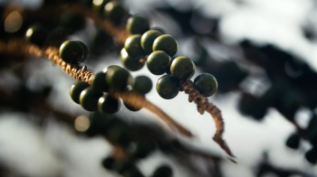 Productos Forestales No Maderables en la Orinoquía: Innovación y Sostenibilidad