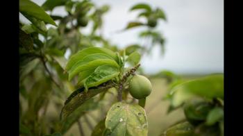 Private Sector Innovation in Colombia