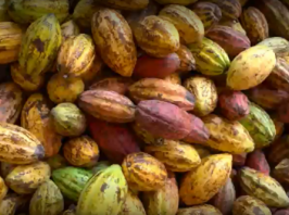 Sweet Sustainable and Smart - The Future of Colombian Cocoa