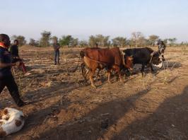 Sustainable Agriculture Increases Income, Reduces Carbon in Zambia