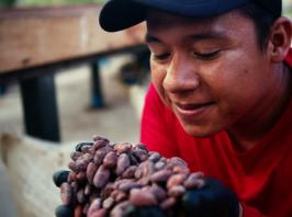 Cacao en la Orinoquía: Motor de Desarrollo Sostenible