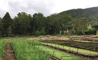 Communities Manage Ethiopia's Forests to Improve Livelihoods, Resilience, and Shared Benefits