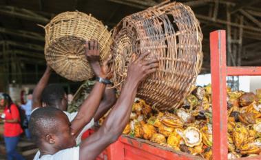 Forest- and farmer-friendly cocoa in West Africa