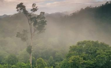 Working at the landscape level to protect tropical forests (Ellysar Baroudy, BioCF ISFL Fund Manager and FCPF Coordinator) 