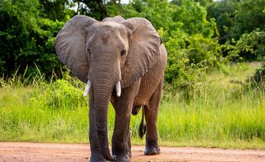 Zambian Farmers Use Spicy, Natural Deterrent to Ease Conflict with Elephants​