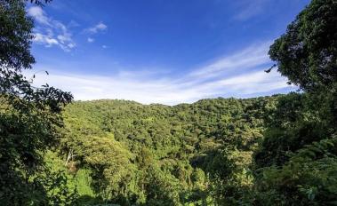 COP19: New Public-Private Forest Protection Initiative Receives $280m Pledge from Norway, UK, and US