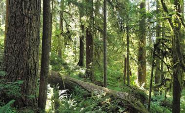 Norway, UK and U.S. Allocate $280 Million to Stop Deforestation