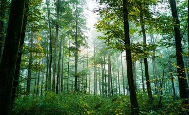 Statement from the Governments of Germany, Norway, UK and Northern Ireland: Unlocking the Potential of Forests and Land Use