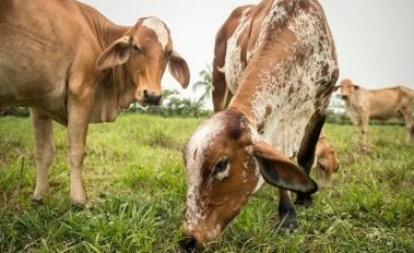 Sustainable Cattle Ranching Pays off for Colombian Farmers 