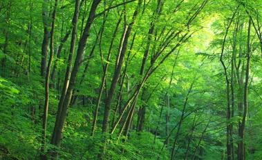 U.S. to Join New $280M Forest Protection Fund