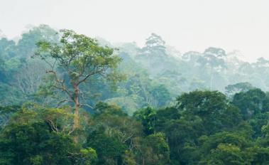 To Save Forests, Think Beyond the Trees