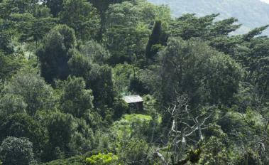 Revitalizing Ethiopia’s Forests