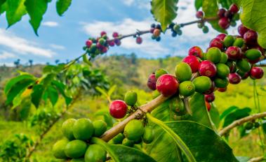 Ethiopian farmers triple coffee yields with sustainable tree stumping