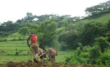 The World Bank launches Sustainable Agricultural Banking Program in Africa