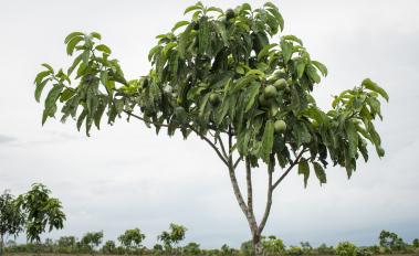 New training program from the World Bank to boost innovative investment approaches for sustainable agriculture