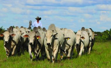 Colombia partners with World Bank Group and agribusinesses to scale up climate-smart agriculture