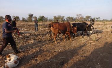 Sustainable Agriculture Increases Income, Reduces Carbon in Zambia