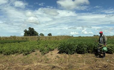 Photo: Marcela Portocarrero Aya / World Bank 2026. Diversification of crops allows communities to strengthen food security and incomes, improving resilience to climate shocks.