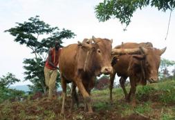 Oromia Forested Landscape Program