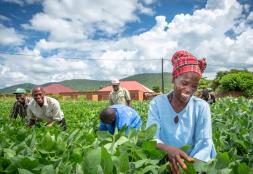 Zambia Integrated Forest Landscape Program