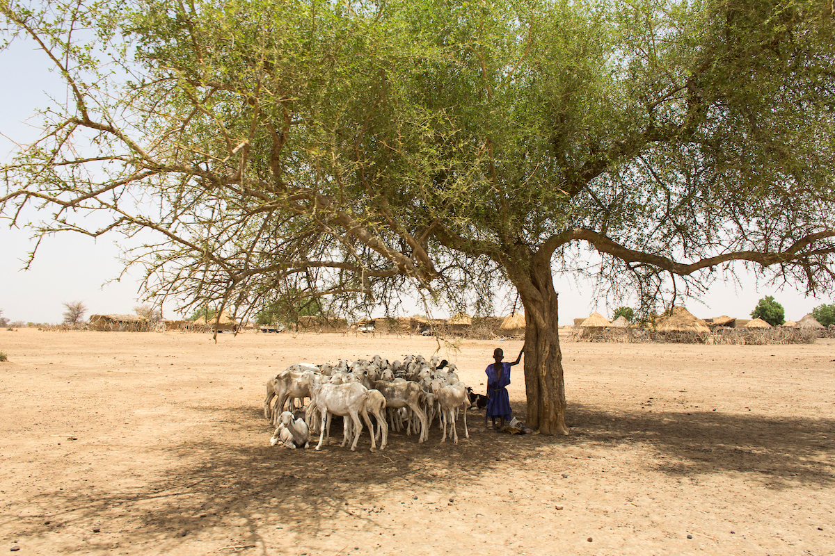 Andrea Borgarello for World Bank/TerrAfrica